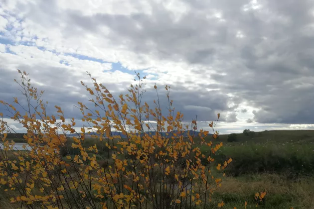 2020 autumn grassland