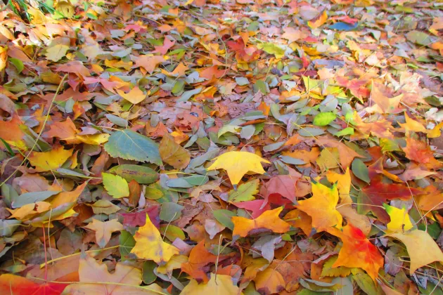 2019YMY color leaves